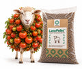 Saco de LanoPellet® lleno de pellets de lana, abono natural, junto a una oveja cubierta de tomateras