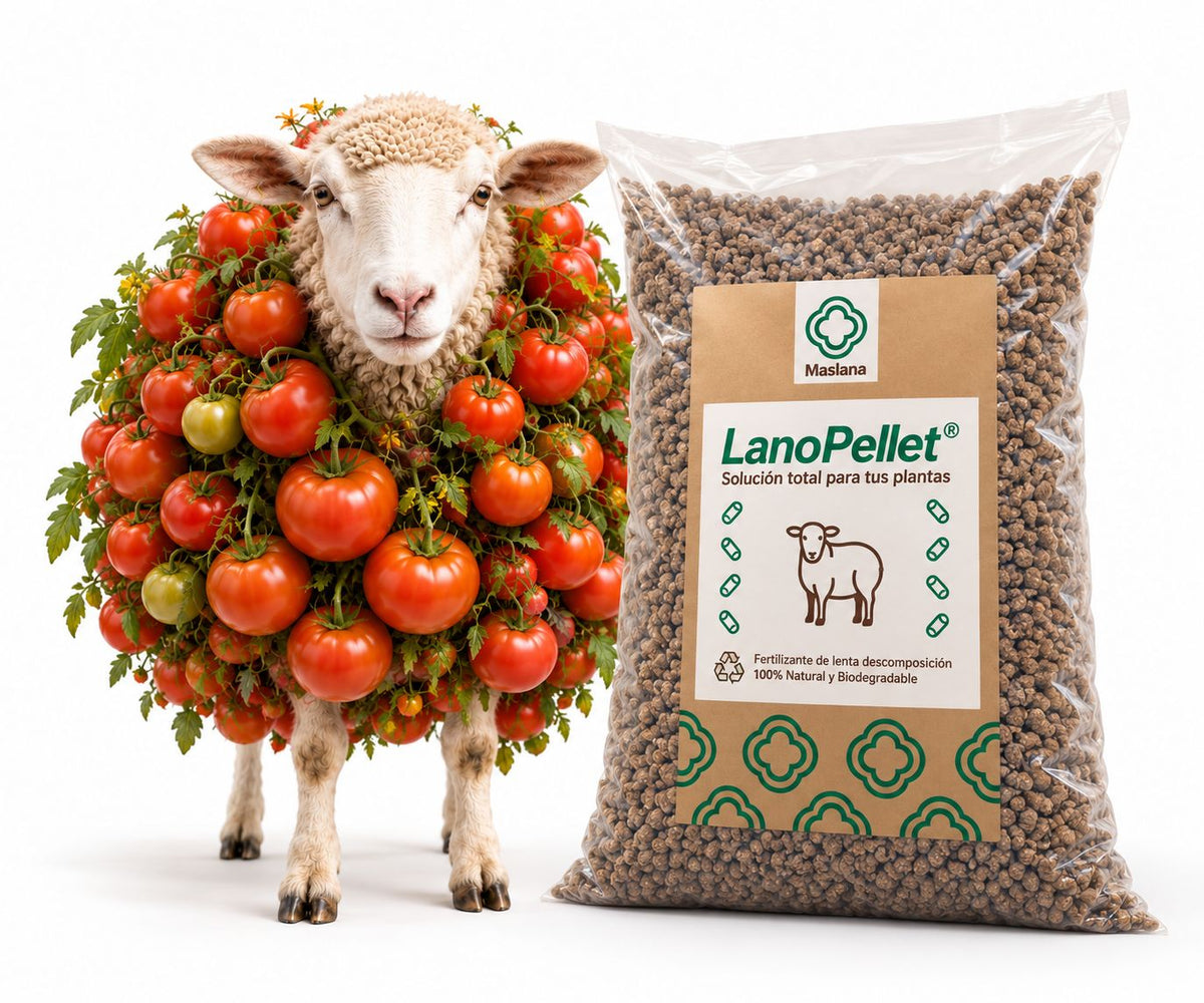 Saco de LanoPellet® lleno de pellets de lana, abono natural, junto a una oveja cubierta de tomateras